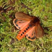 Phragmatobia fuliginosa (Linnaeus, 1758) - Ecaille cramoisie