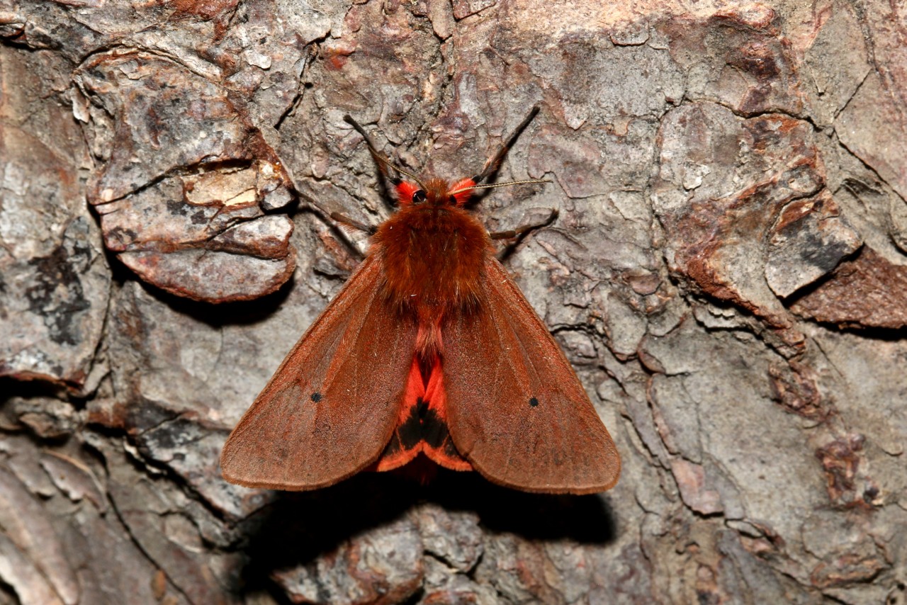 Phragmatobia fuliginosa (Linnaeus, 1758) - Ecaille cramoisie