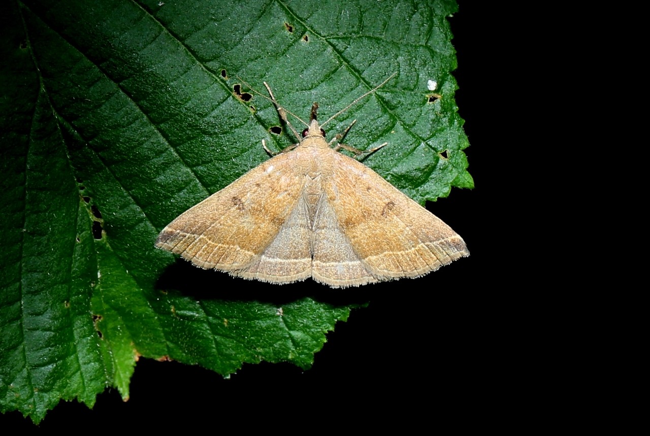 Polypogon plumigeralis (Hübner, 1825) - Herminie de la Garance (femelle)