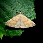 Polypogon plumigeralis (Hübner, 1825) - Herminie de la Garance (femelle)