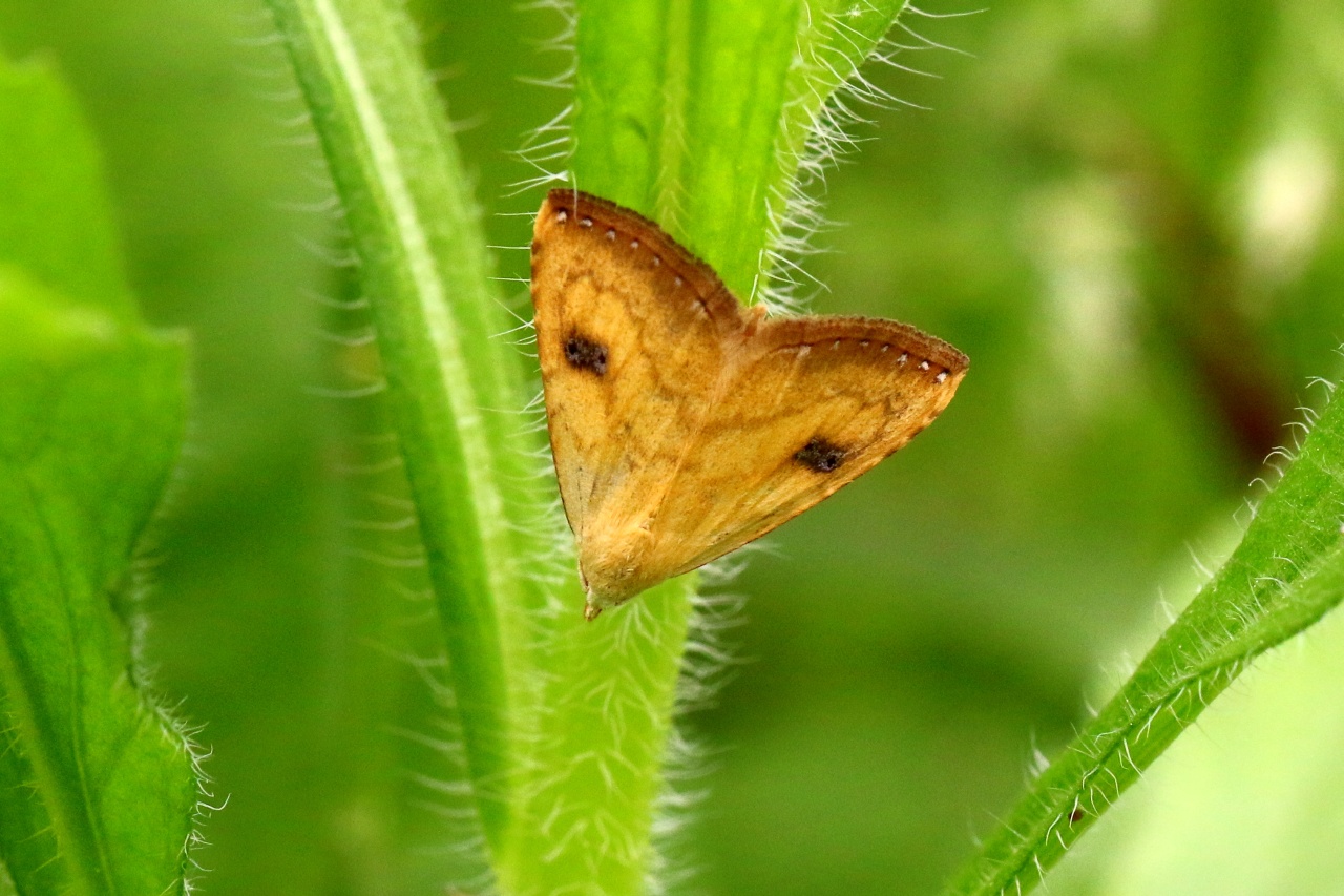 Rivula sericealis (Scopoli, 1763) - Soyeuse