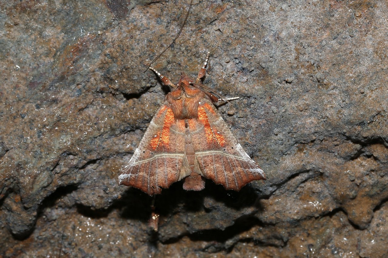 Scoliopteryx libatrix (Linnaeus, 1758) - Découpure