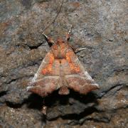 Scoliopteryx libatrix (Linnaeus, 1758) - Découpure