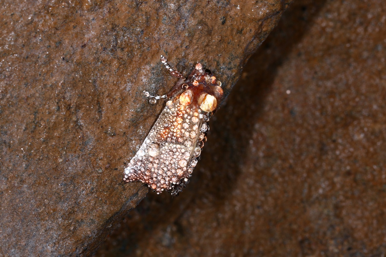 Scoliopteryx libatrix (Linnaeus, 1758) - Découpure