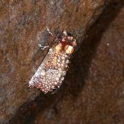 Scoliopteryx libatrix (Linnaeus, 1758) - Découpure