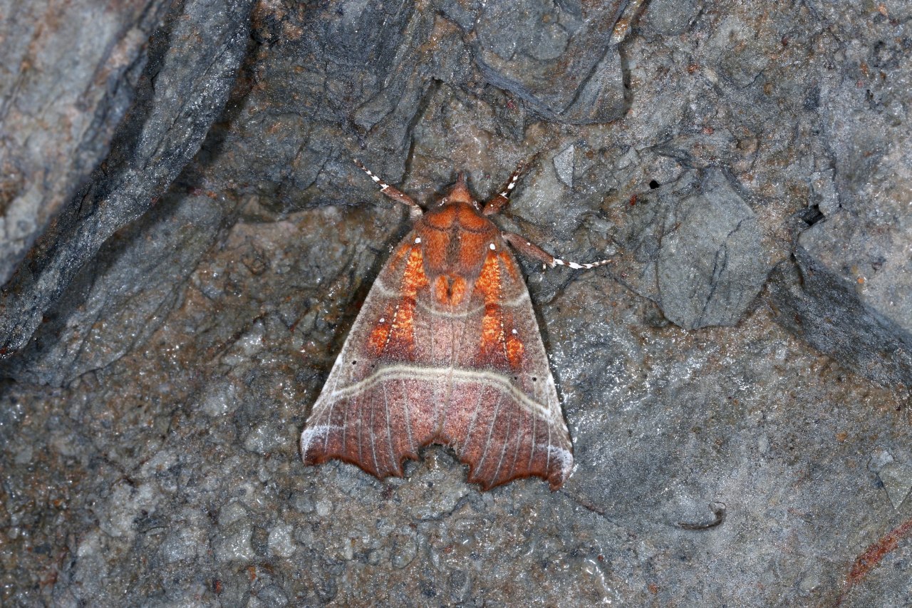 Scoliopteryx libatrix (Linnaeus, 1758) - Découpure