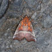 Scoliopteryx libatrix (Linnaeus, 1758) - Découpure