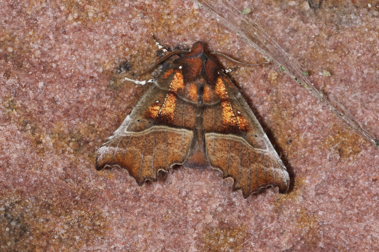 Scoliopteryx libatrix (Linnaeus, 1758) - Découpure