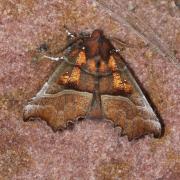 Scoliopteryx libatrix (Linnaeus, 1758) - Découpure