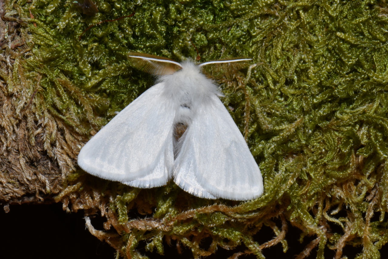 Sphrageidus similis (Fuessly, 1775) - Cul doré (mâle)