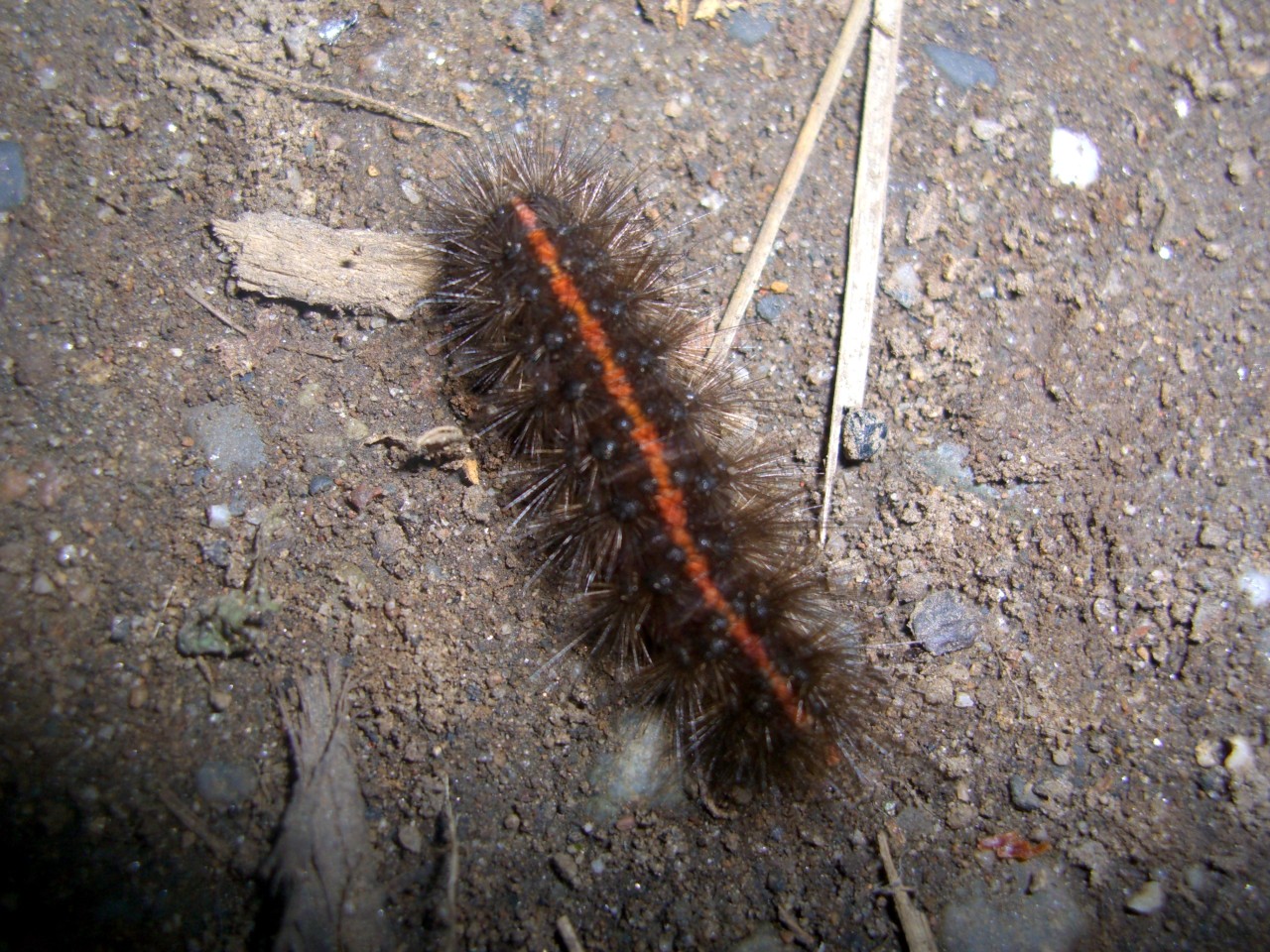 Spilosoma lubricipeda (Linnaeus, 1758) - Ecaille tigrée (chenille)