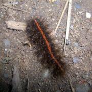 Spilosoma lubricipeda (Linnaeus, 1758) - Ecaille tigrée (chenille)