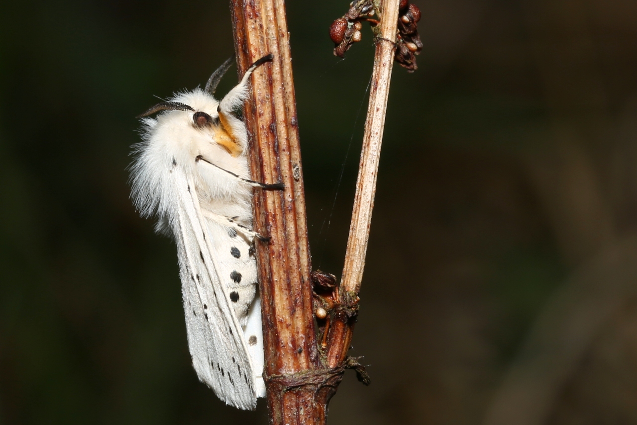 Spilosoma lubricipeda (Linnaeus, 1758) - Ecaille tigrée (mâle)