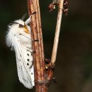 Spilosoma lubricipeda (Linnaeus, 1758) - Ecaille tigrée (mâle)