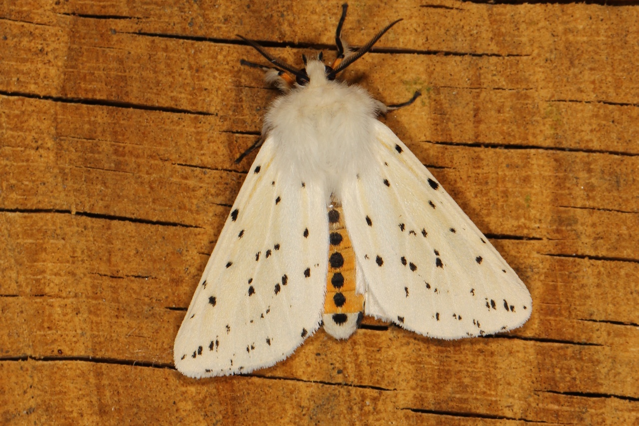 Spilosoma lubricipeda (Linnaeus, 1758) - Ecaille tigrée