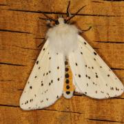 Spilosoma lubricipeda (Linnaeus, 1758) - Ecaille tigrée