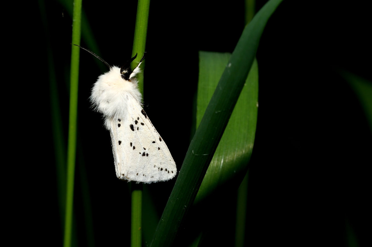 Spilosoma lubricipeda (Linnaeus, 1758) - Ecaille tigrée