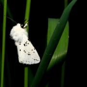 Spilosoma lubricipeda (Linnaeus, 1758) - Ecaille tigrée