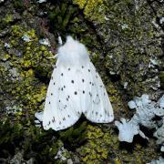 Spilosoma lubricipeda (Linnaeus, 1758) - Ecaille tigrée (femelle)