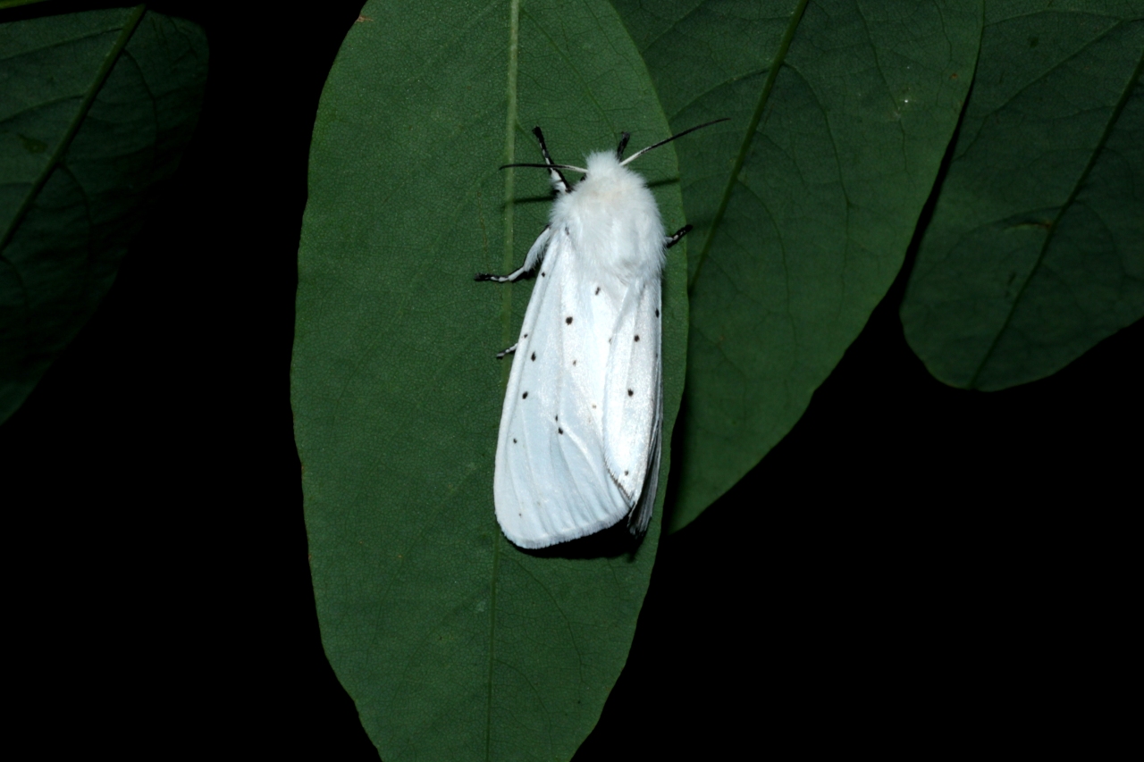 Spilosoma urticae (Esper, 1789) - Ecaille de l'Ortie