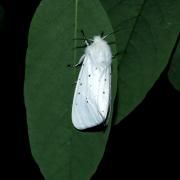 Spilosoma urticae (Esper, 1789) - Ecaille de l'Ortie