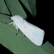 Spilosoma urticae (Esper, 1789) - Ecaille de l'Ortie