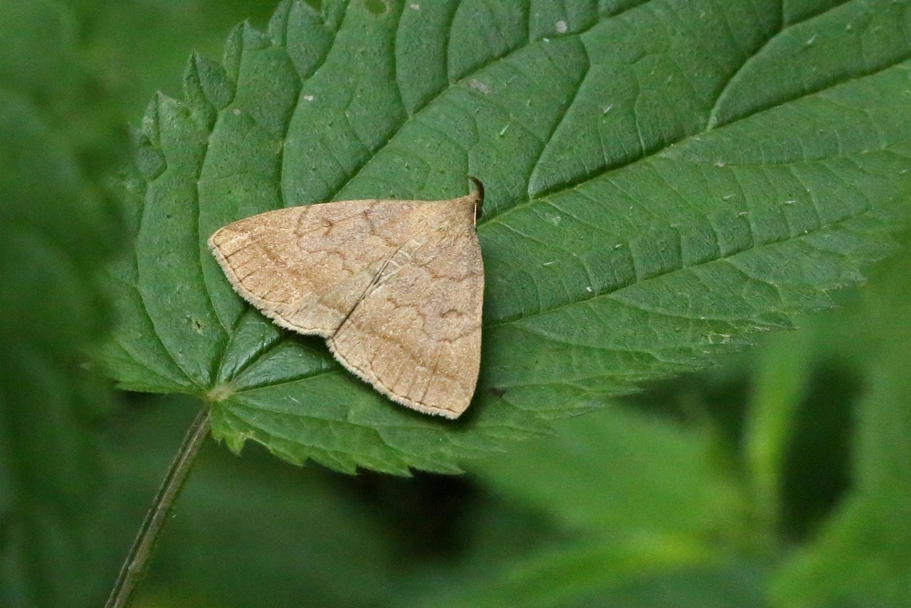 Zanclognatha lunalis (Scopoli, 1763) - Herminie plumeuse