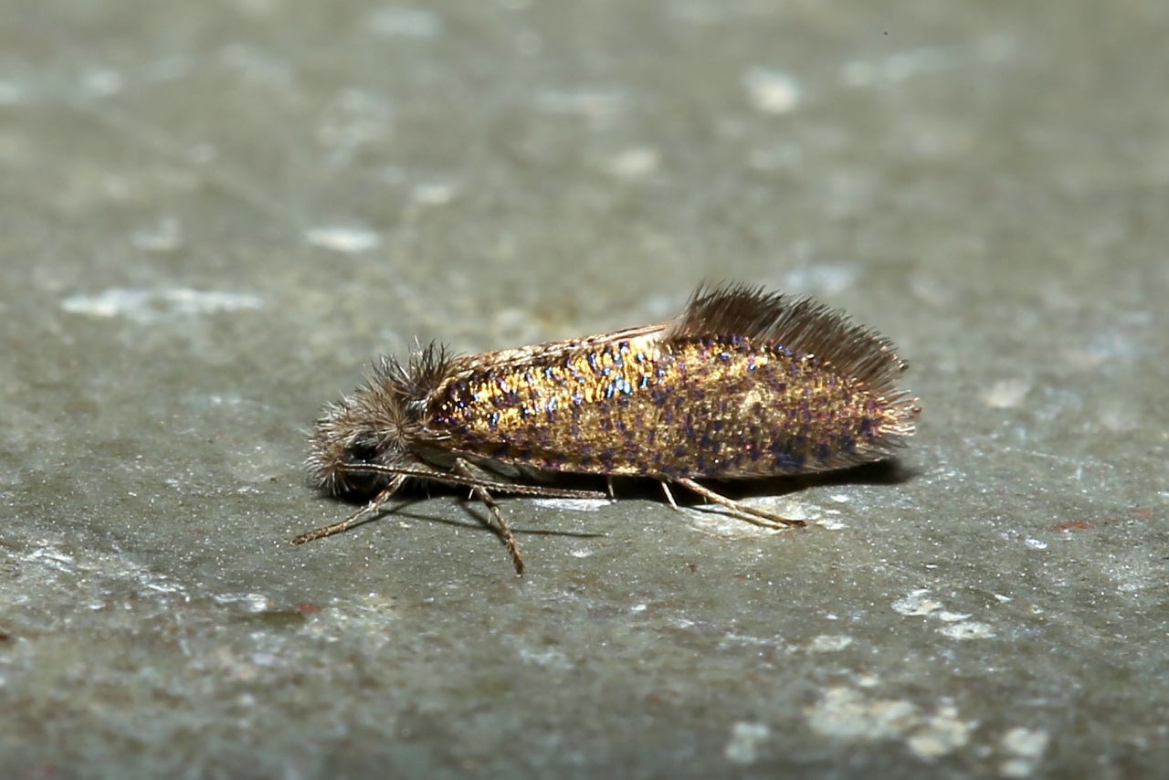 Dyseriocrania subpurpurella (Haworth, 1828)