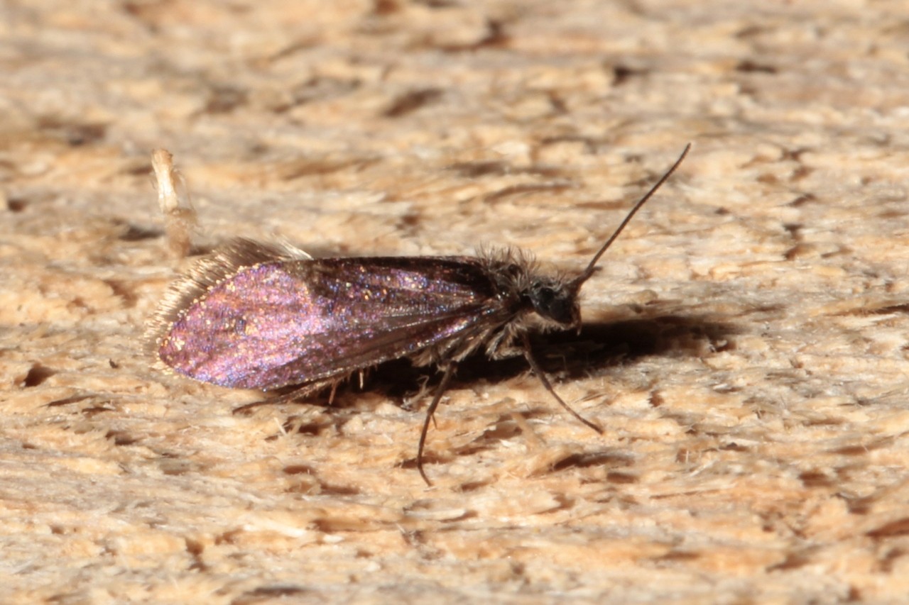 Eriocrania semipurpurella/sangii 