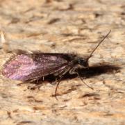 Eriocrania semipurpurella/sangii 