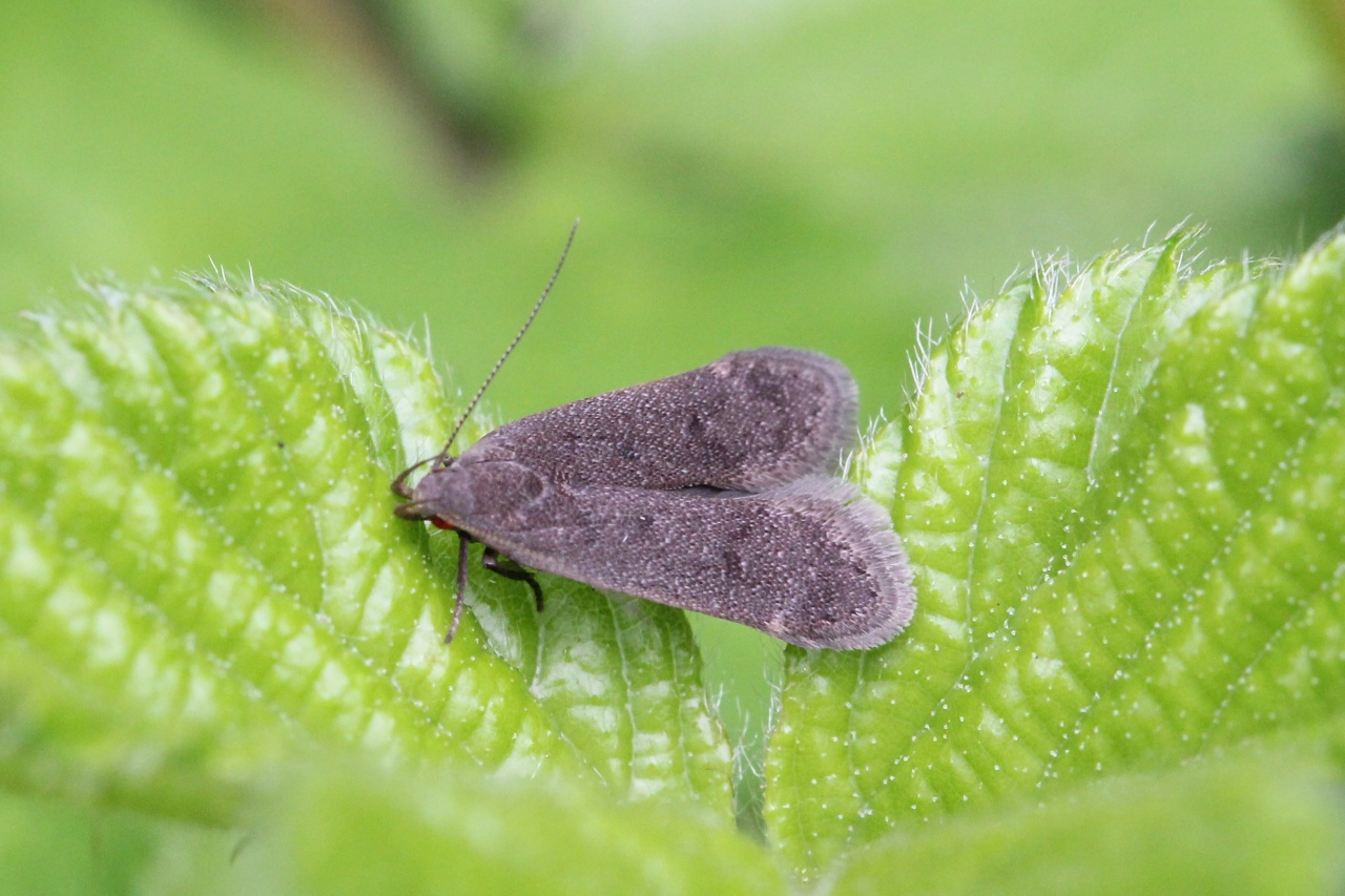 Anacampsis timidella (Wocke, 1887)