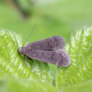 Anacampsis timidella (Wocke, 1887)