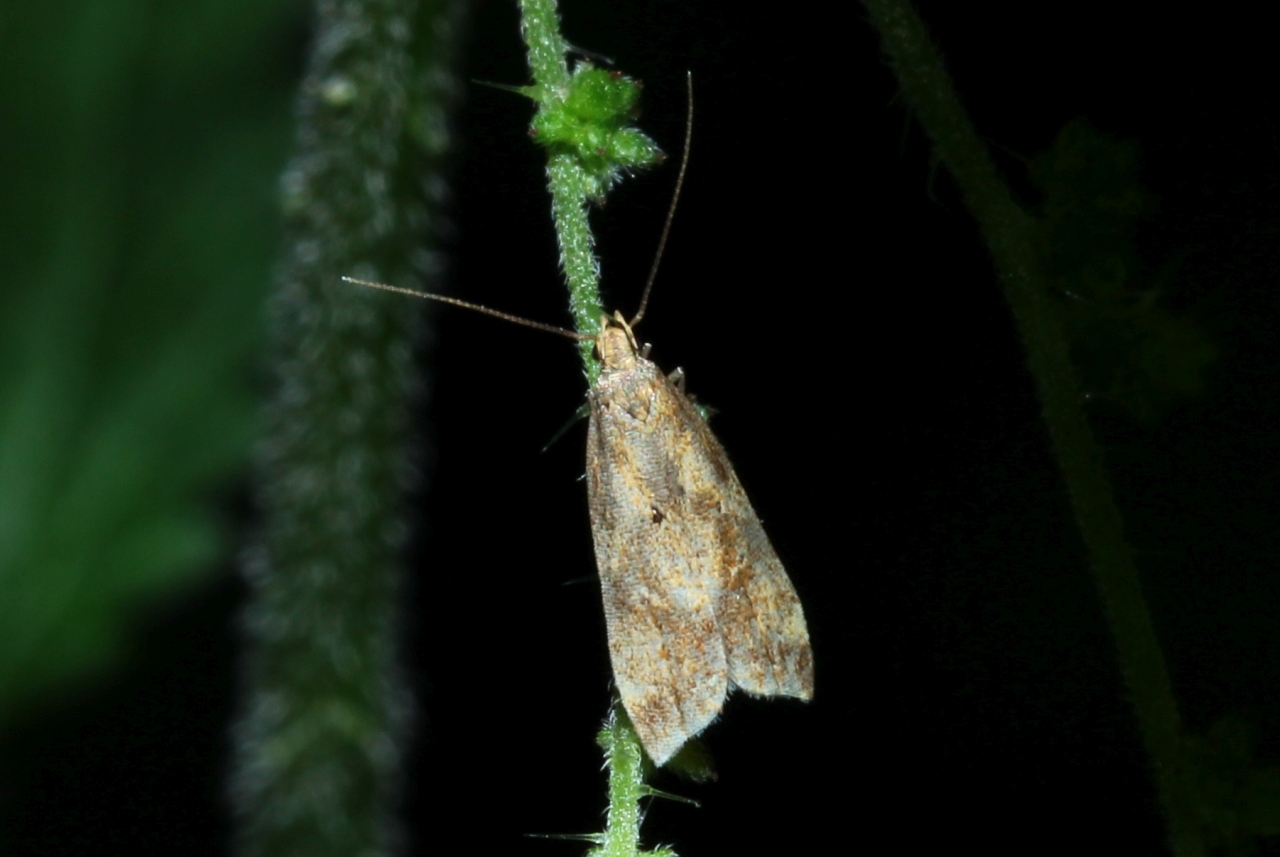 Brachmia blandella (Fabricius, 1798)