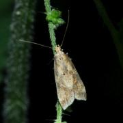 Brachmia blandella (Fabricius, 1798)