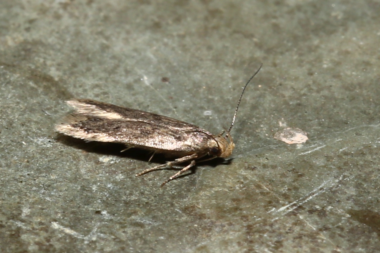 Bryotropha sp cf senectella