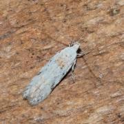 Carpatolechia alburnella (Zeller, 1839)