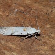 Carpatolechia alburnella (Zeller, 1839)