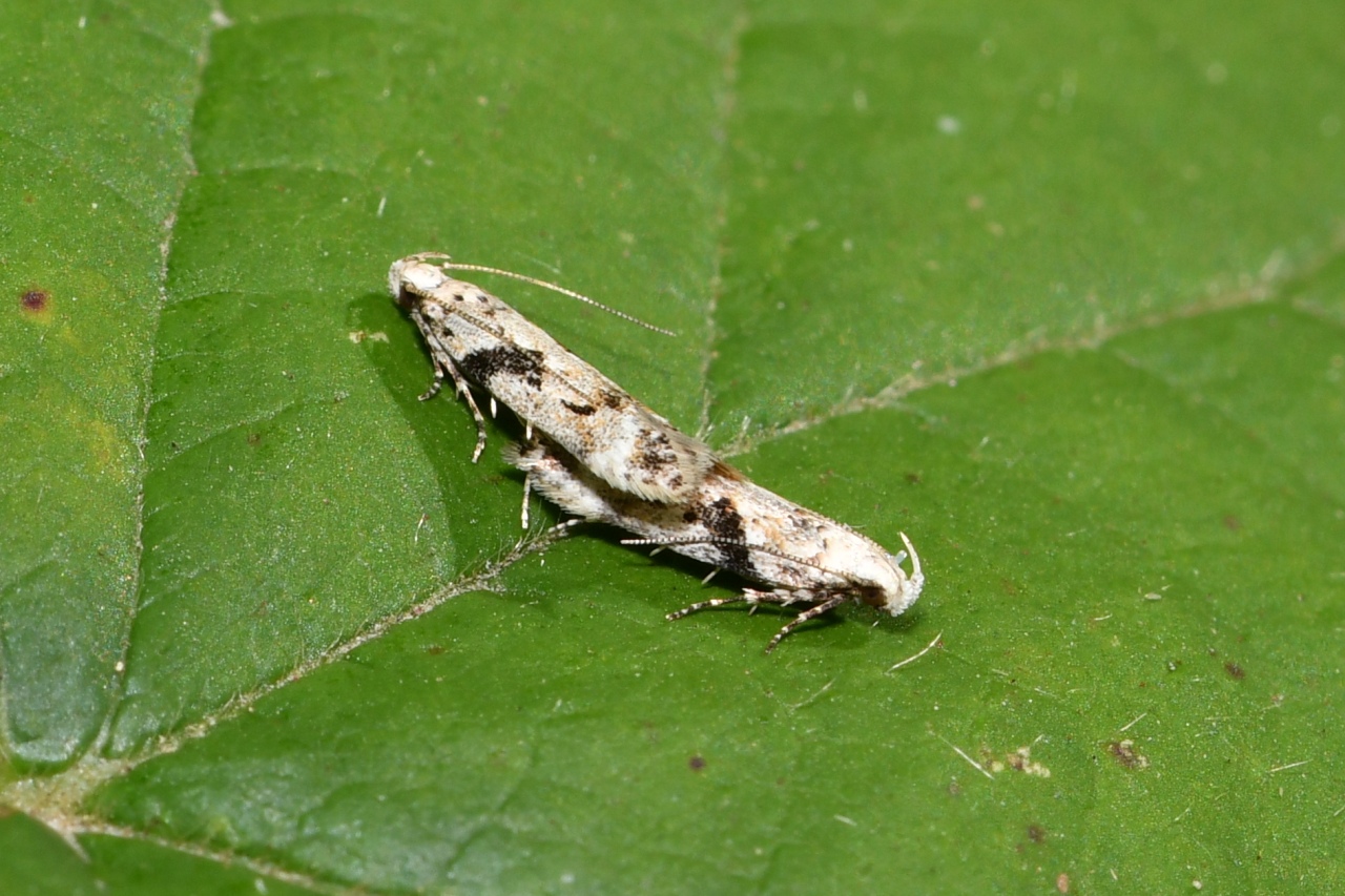 Caryocolum blandellum (Douglas, 1852) (accouplement) 