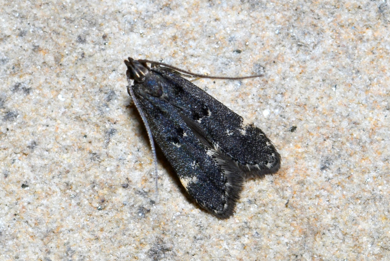 Dichomeris alacella (Zeller, 1839)