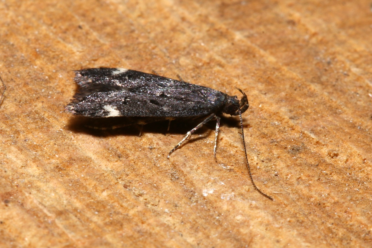 Dichomeris alacella (Zeller, 1839)