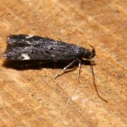 Dichomeris alacella (Zeller, 1839)