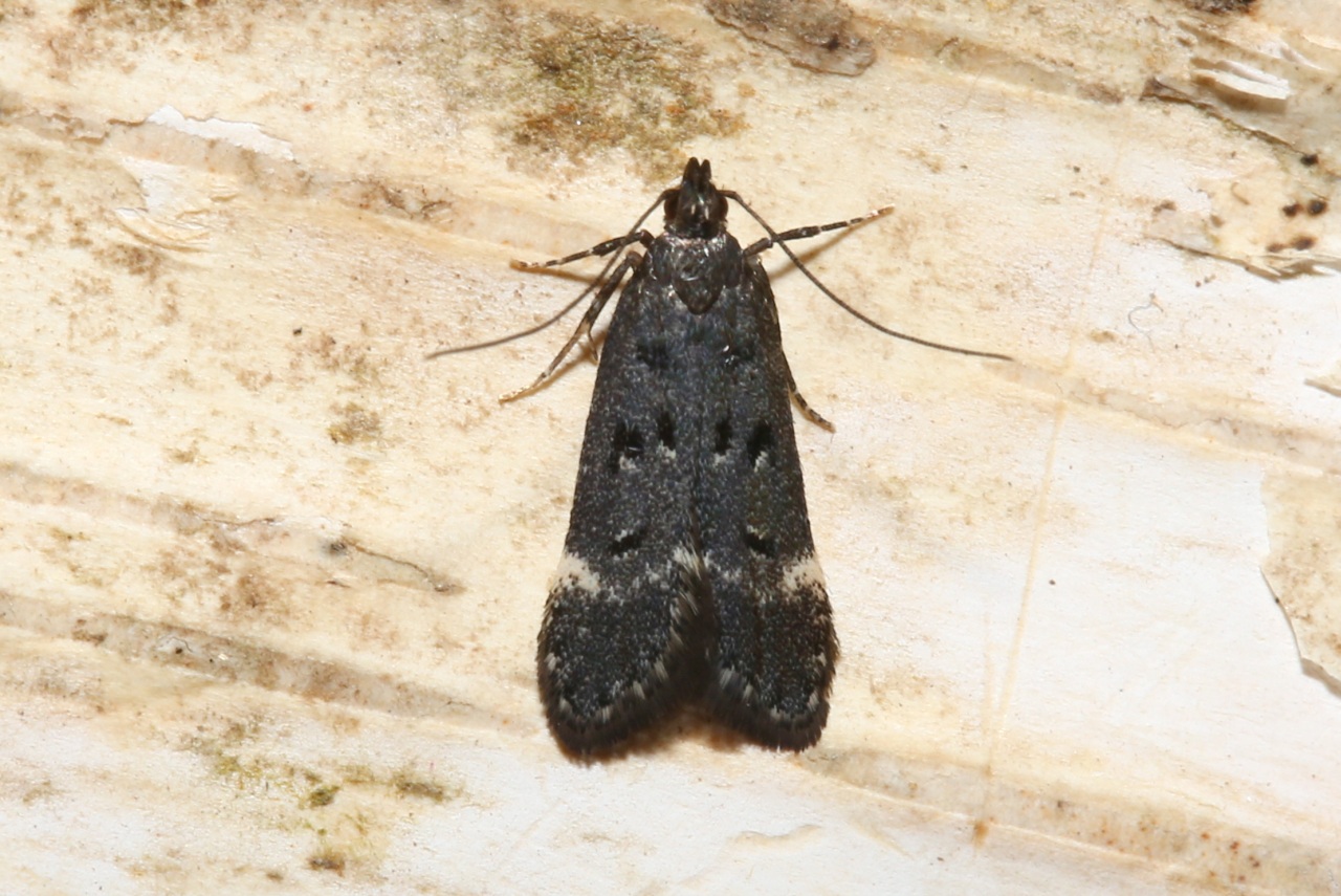 Dichomeris alacella (Zeller, 1839)