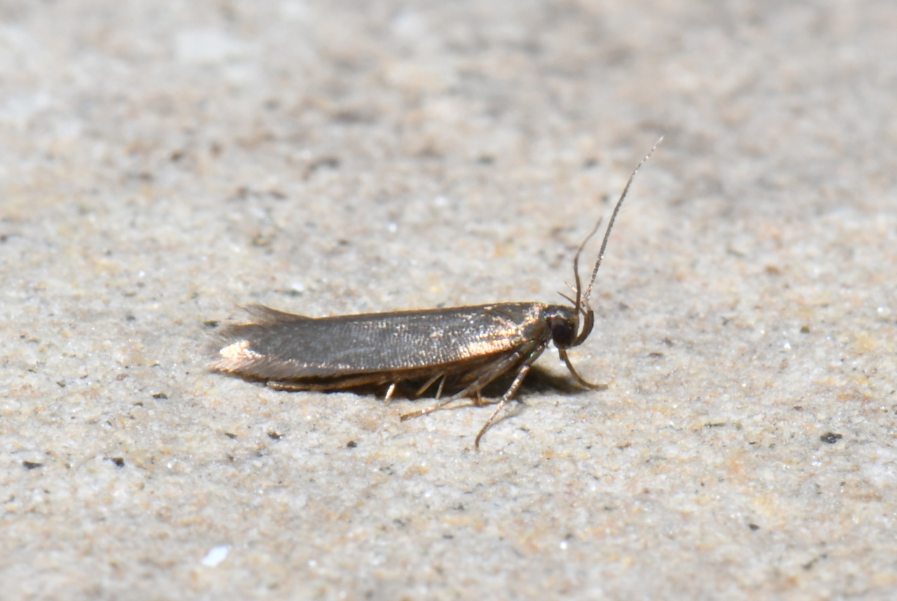 Eulamprotes unicolorella (Duponchel, 1844)