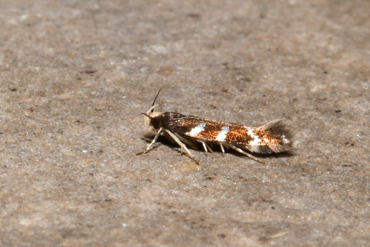 Eulamprotes wilkella (Linnaeus, 1758)