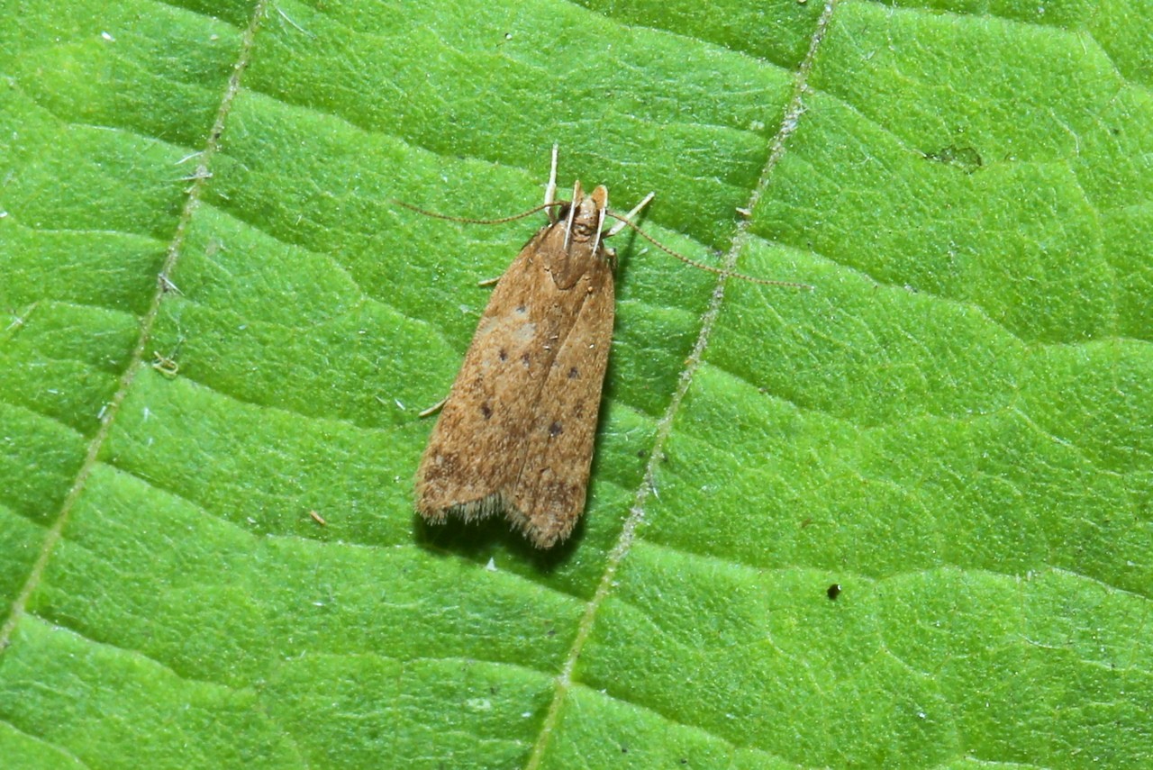 Helcystogramma lutatella (Herrich-Schäffer, 1854)