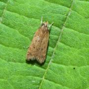 Helcystogramma lutatella (Herrich-Schäffer, 1854)