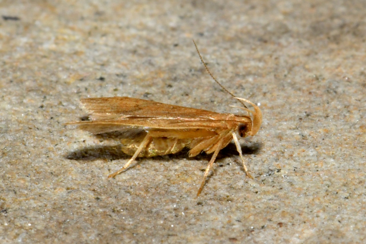 Helcystogramma lutatella (Herrich-Schäffer, 1854)