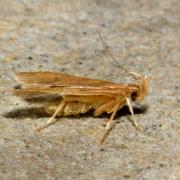 Helcystogramma lutatella (Herrich-Schäffer, 1854)