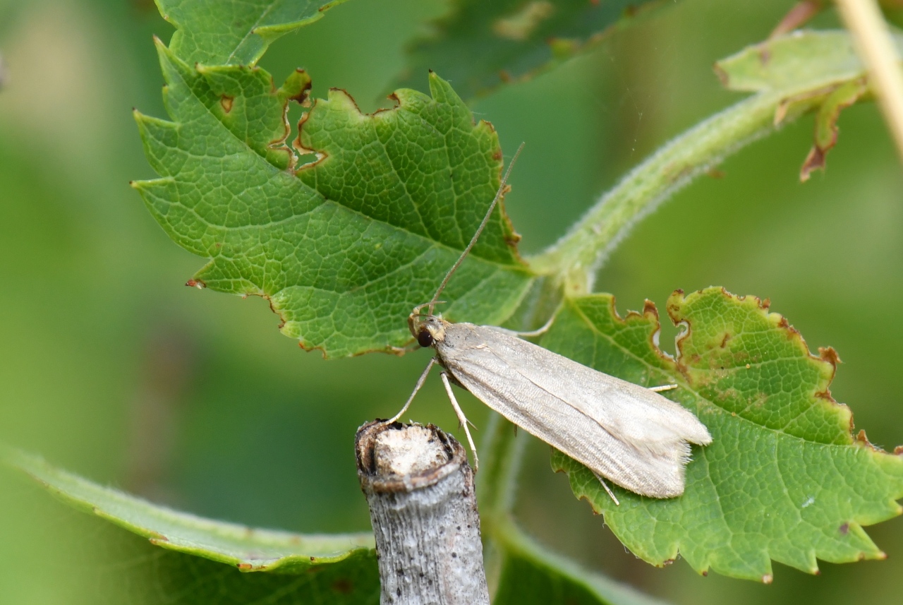 Helcystogramma sp 