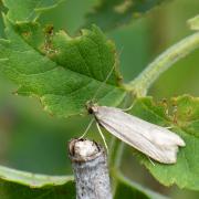 Helcystogramma sp 